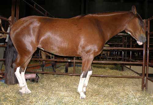 Argentine Criollo